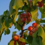 How to Prune Fruit Trees for Maximum Fruit: Expert Tips Revealed