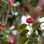 How to Prune Roses for Winter Protection: Essential Expert Tips