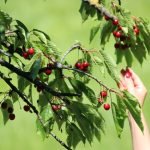 How to Prune Small Trees Correctly: Expert Tips for Healthy Growth
