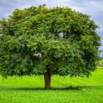 How to Prune Small Trees for Healthy Growth: Expert Tips Revealed