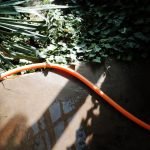 How to Water Plants Evenly With a Hose: Expert Tips for Success