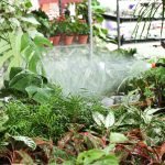 Tips for Watering Container Plants Deeply: Expert Secrets Revealed