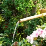 Tips for Watering Vegetable Gardens Efficiently: Expert Strategies